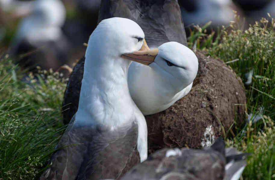 Albatros de Ceja Negra - islas Falkland o Malvinas  06.jpg